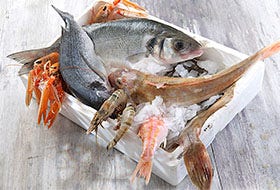 Armoires réfrigérées à poissons Armoires réfrigérées à poissons